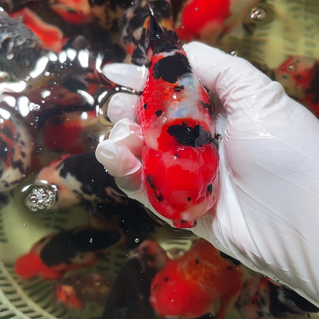 金鱼运费自理不包邮