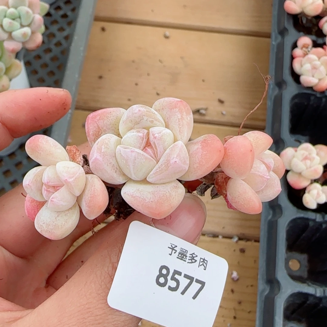 长杆冰玉，8577多肉植物