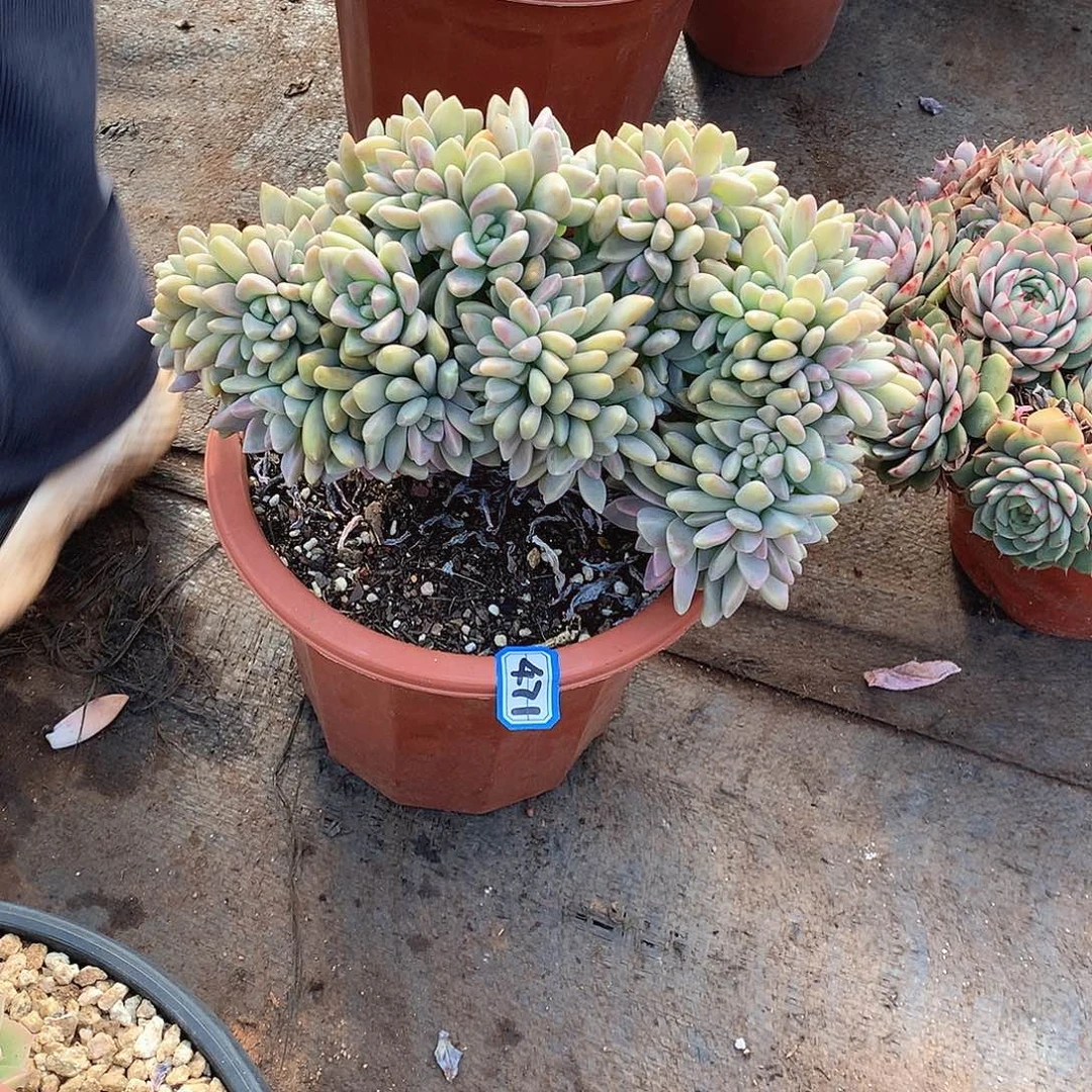 471淡雪缀 一物一拍多肉