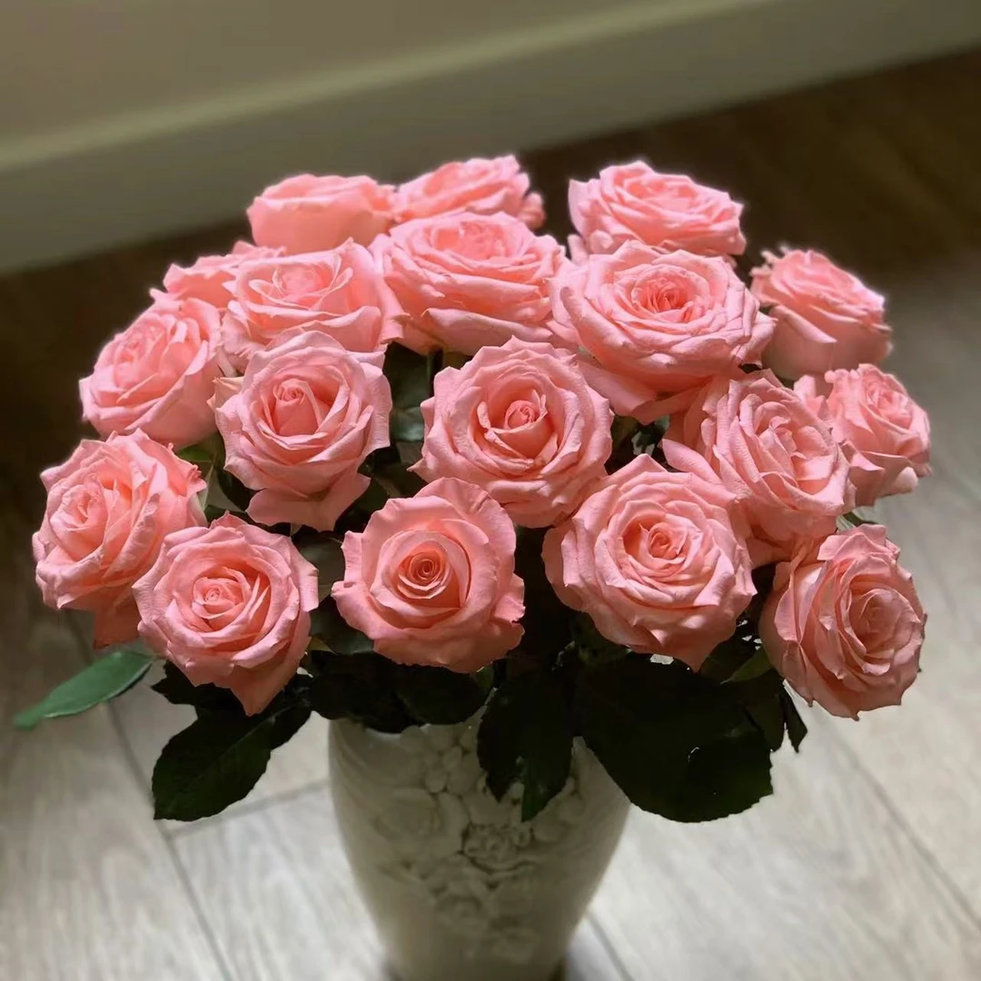 【基地花有夹枝侧枝】20枝戴安娜单头玫瑰粉玫瑰鲜切云南鲜花直发