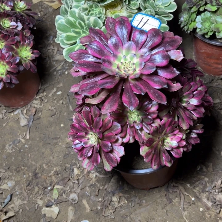 多肉植物美姬法师11