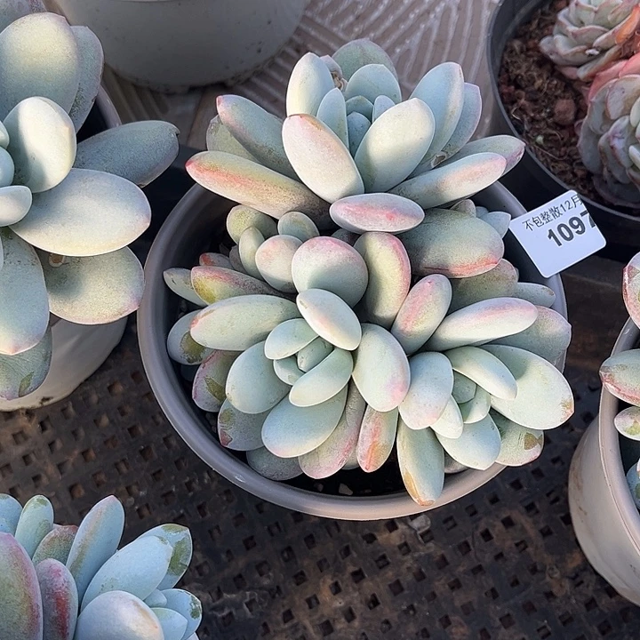 阿雅园艺。     1097雪美人