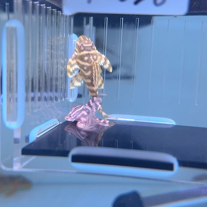 ****.清道夫鱼7-028迷宫2条尺寸5+