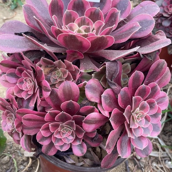 无花朵234多肉植物美杜莎