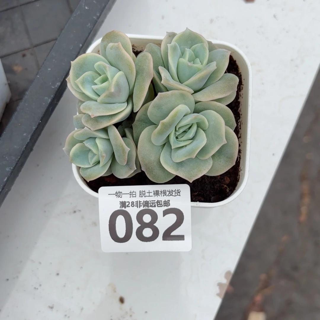 可爱玫瑰无盆土发货