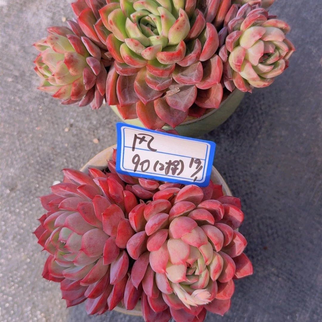 风*风杂凡艺多肉