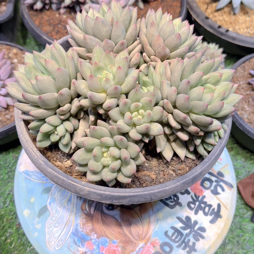 多肉植物多肉植物