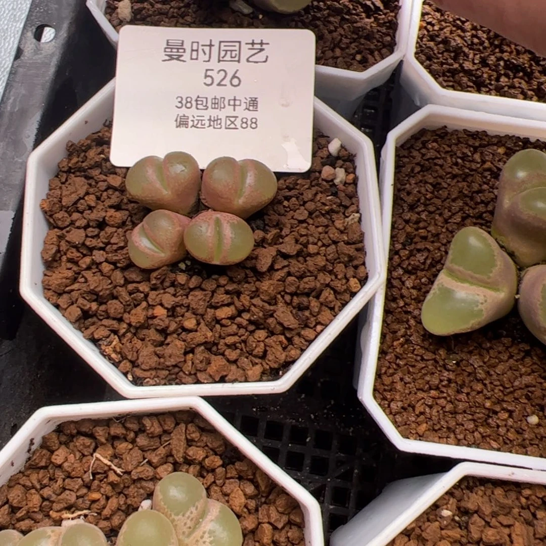 吻*2.13风铃多肉植物526