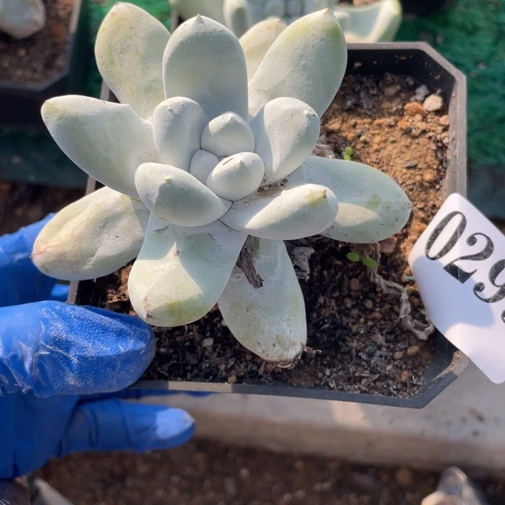 299号红拇指多肉植物