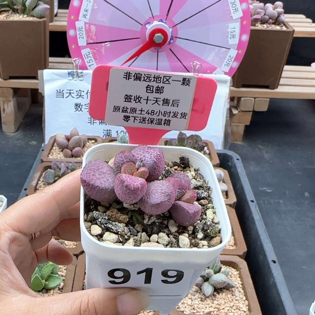 919夏娃多肉植物