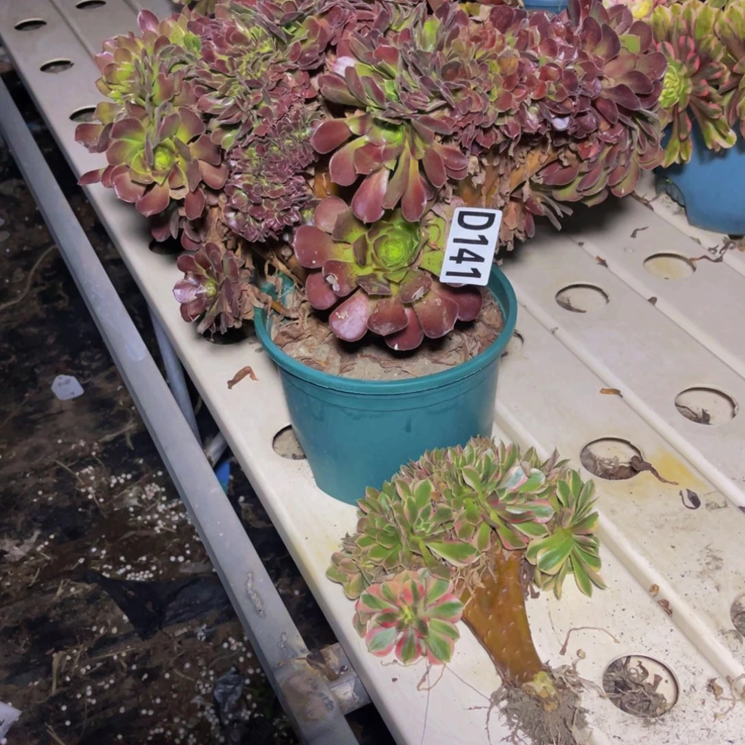 荷兰法师7////23包邮
