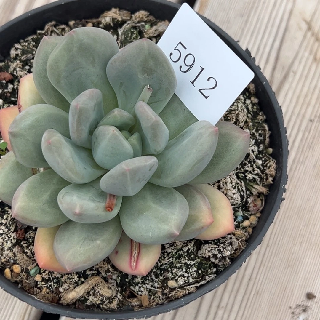 三**泰5912多肉多多多多