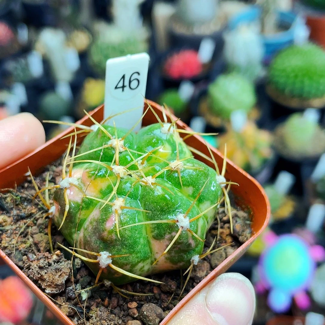 非偏远地区满25包邮仙人球