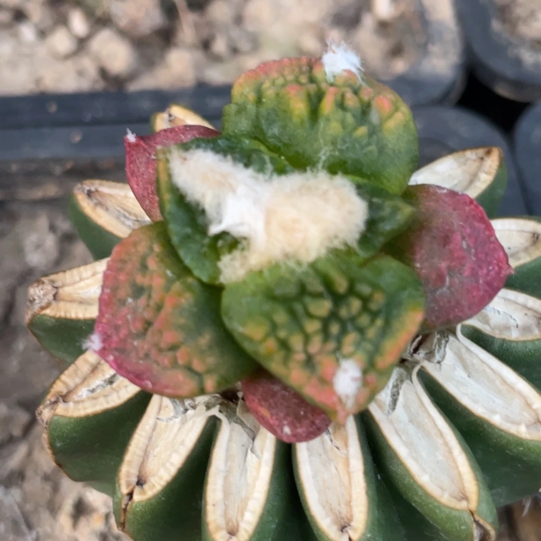 无花朵菜花牡丹锦042