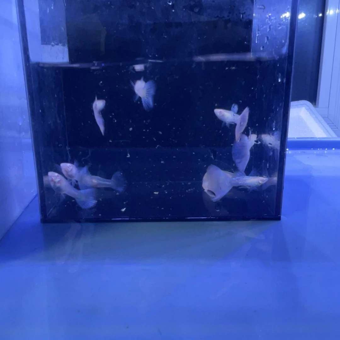 孔雀鱼樱花粉5对开箱视频报损