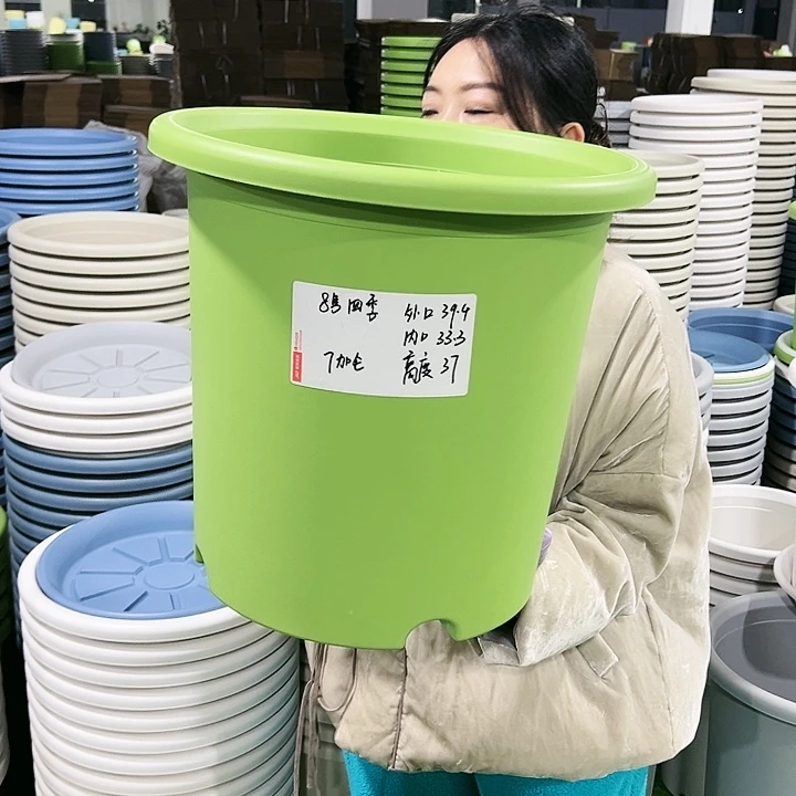 特价8号四季口39高37果绿5只无托