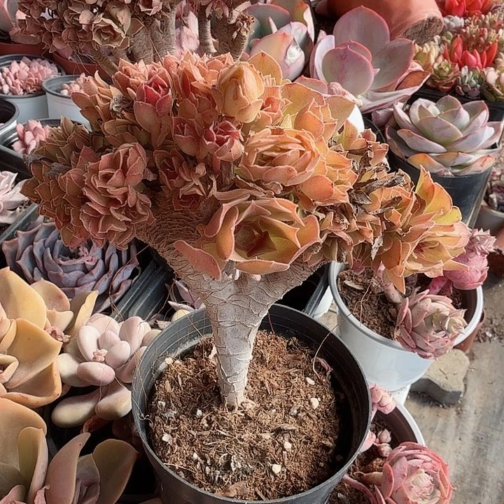法师缀化多肉植物