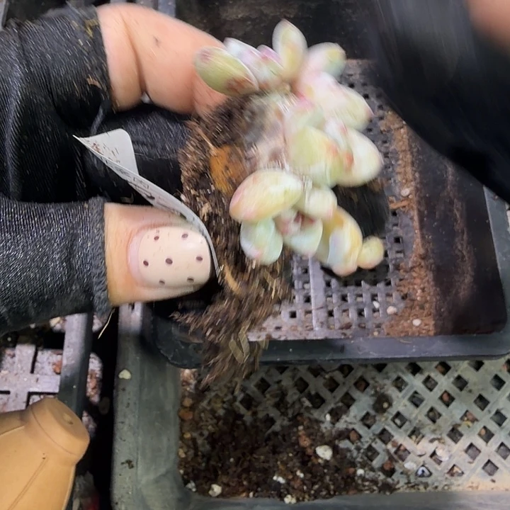 土***豆64、号到手1框江北多肉