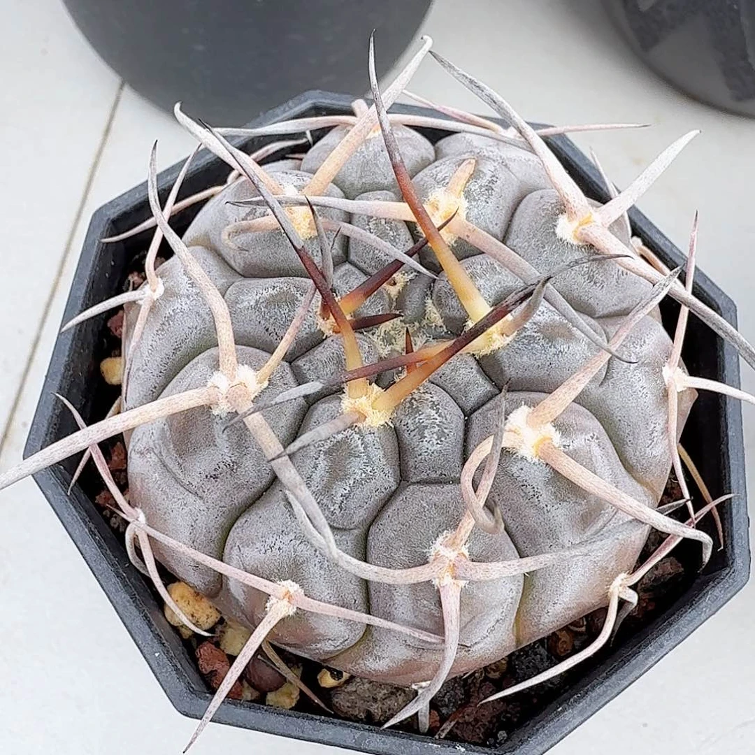 仙人球一物一拍