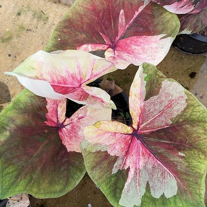 58-1007月亮光辉彩叶芋泰国发