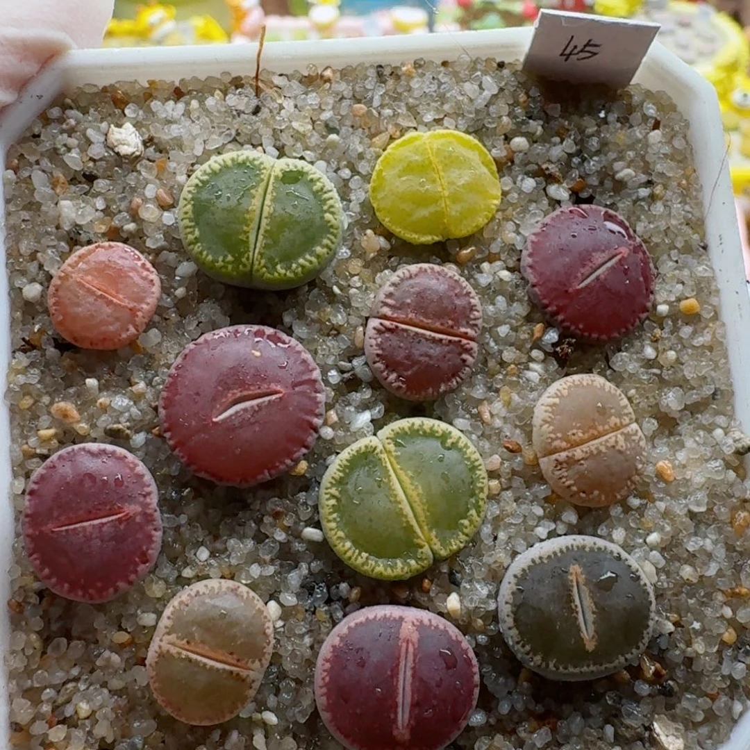 1110-017净窗彩套