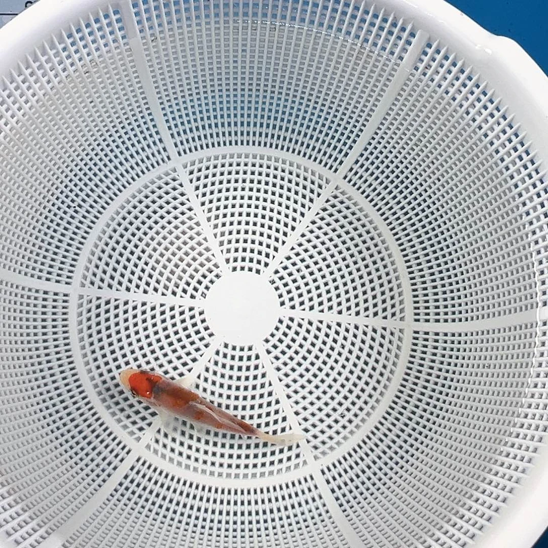 锦鲤鑫泓锦鲤养殖基地