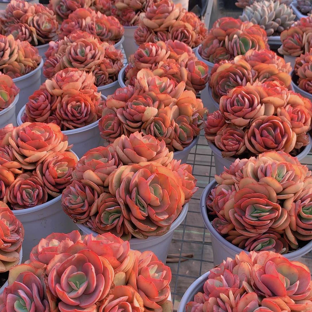 手捧秀妍23456788990000