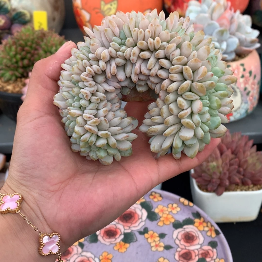 我们家的小姐姐们