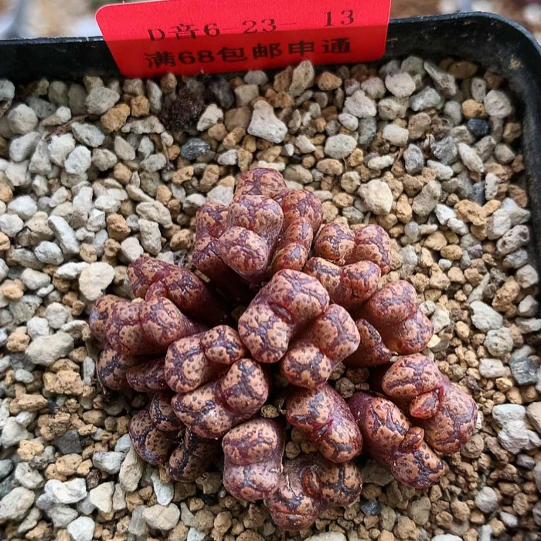 【闪购商品】6-23-13 勋章一群