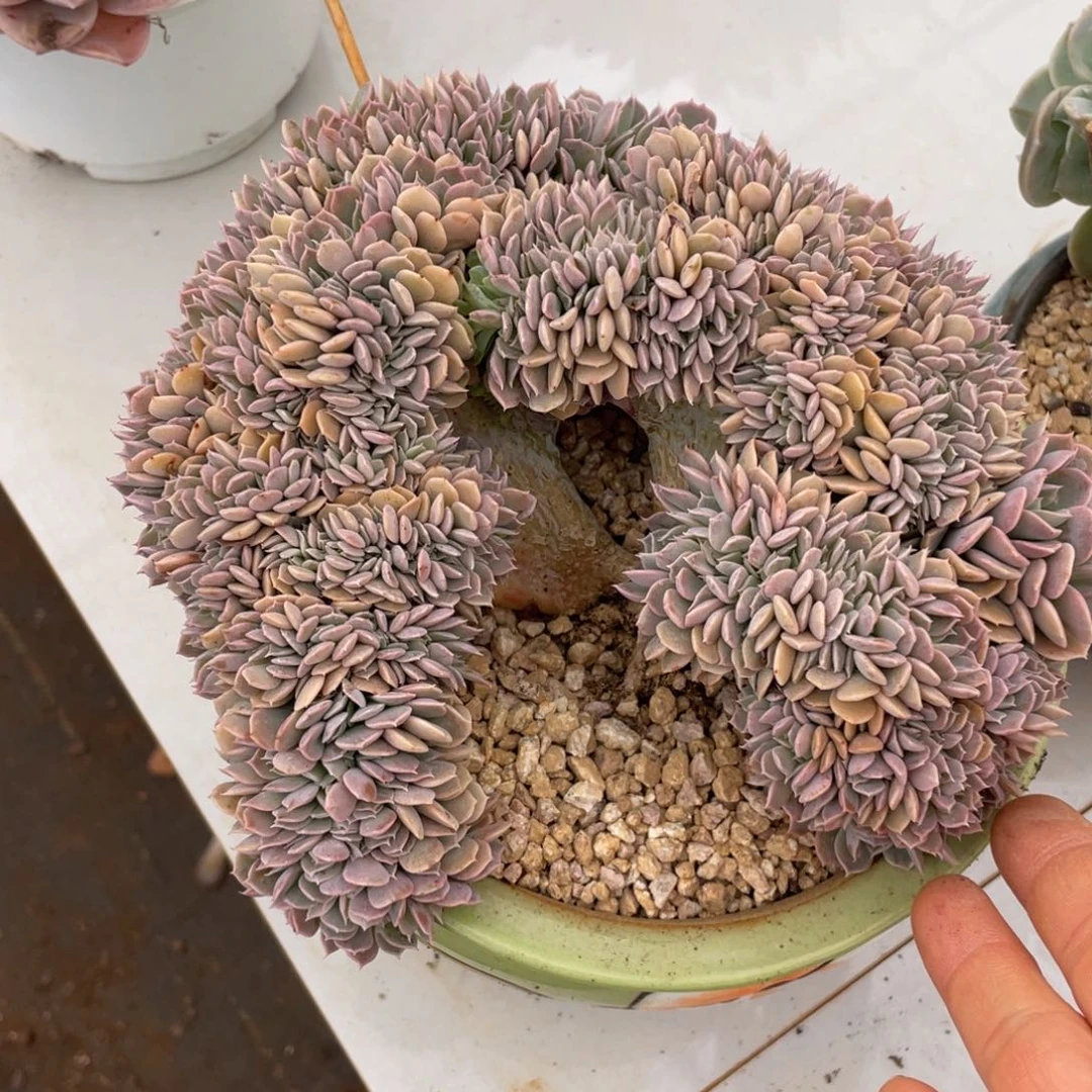 天赐缀化多肉多肉004