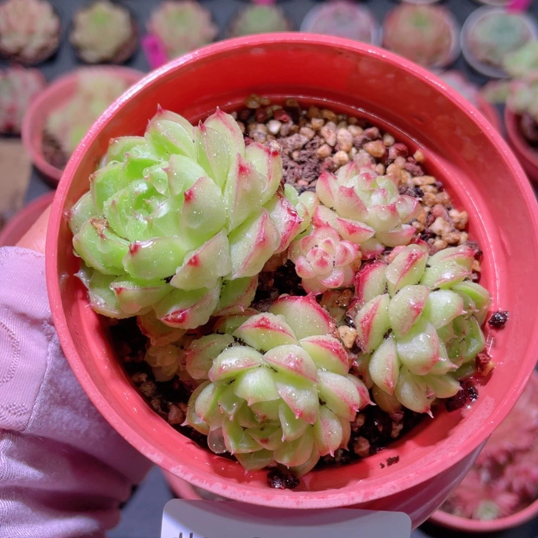 花利美28-395女王玫瑰