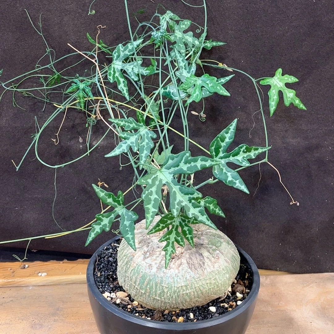 潮流植物 彩叶西番莲 10.5公分