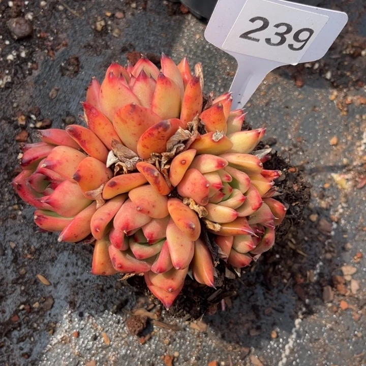 大*糖239 ch85555559