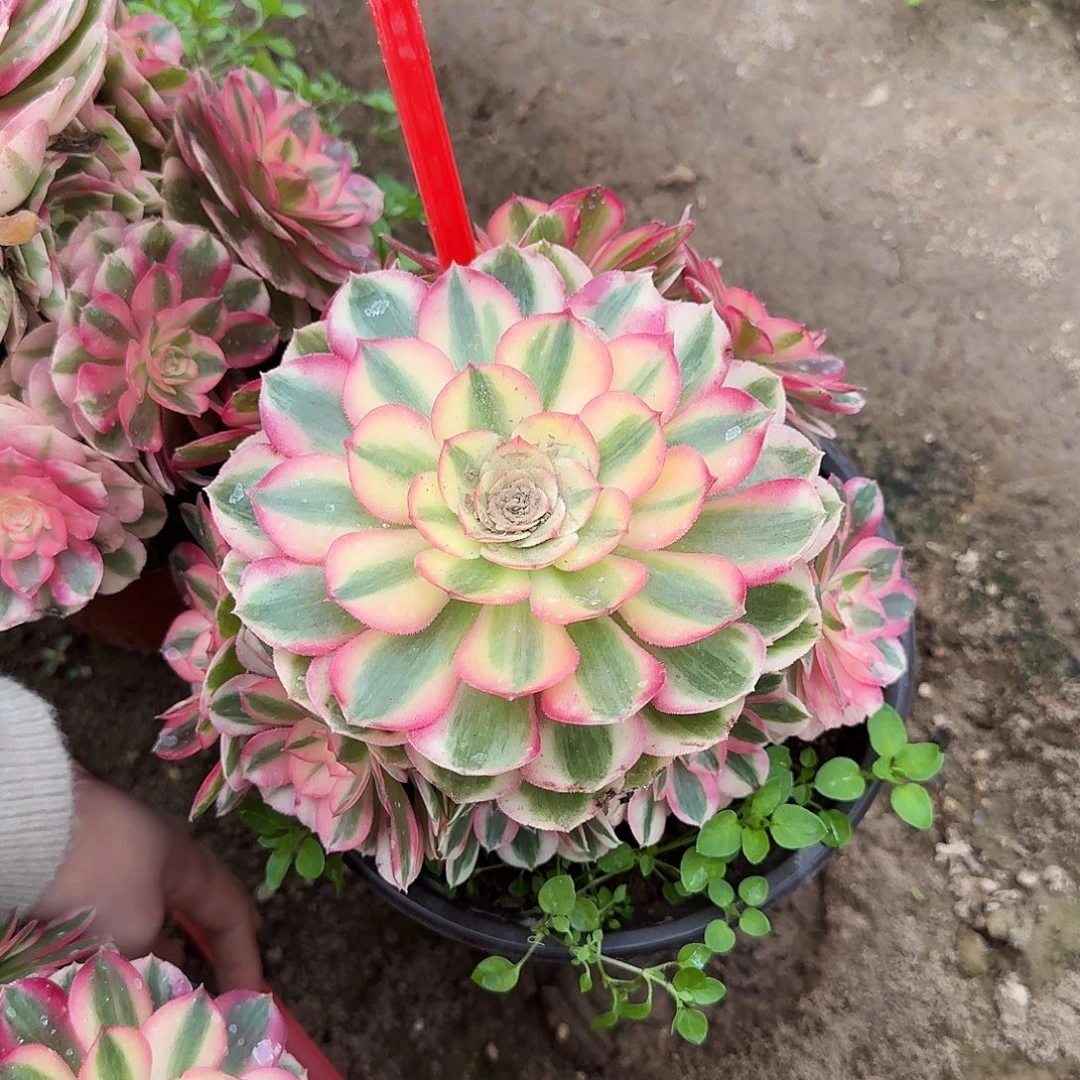 浮***怒4154倾城多肉法师