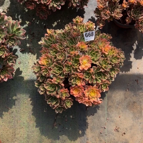 668甜茶朵朵多肉，