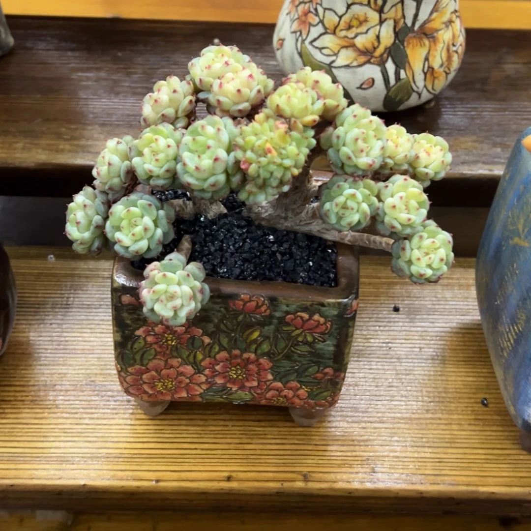 张张精品多肉白胖子朵朵