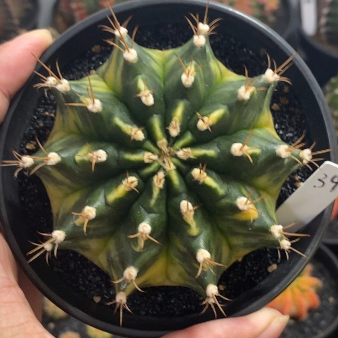 泰系全品米哈—带盆土发货22