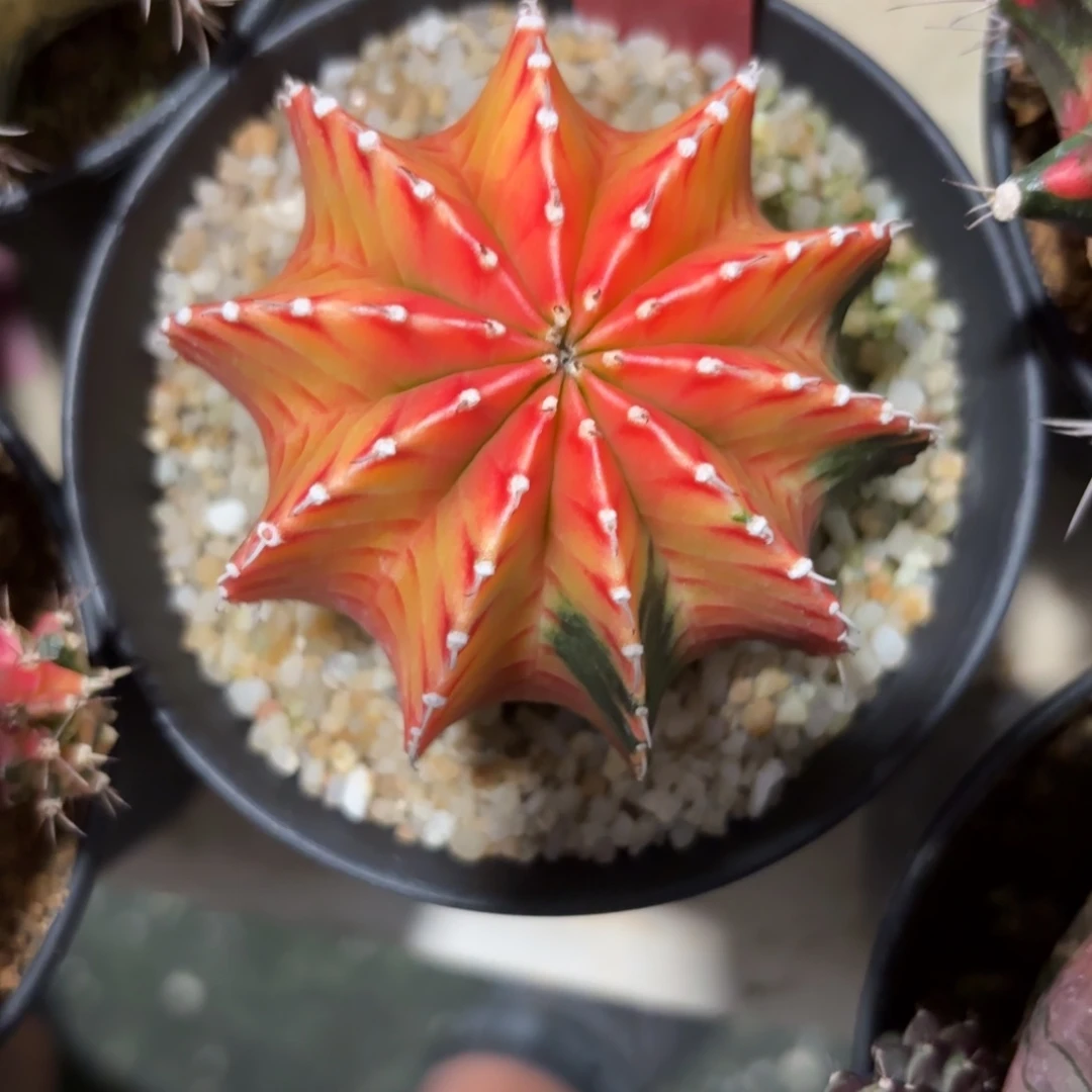 187-0104泰国发货多肉