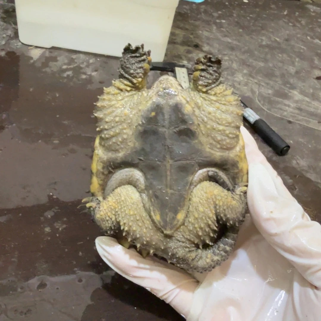 凌***浩公母搭配小鳄龟编号8，福利价瑕疵
