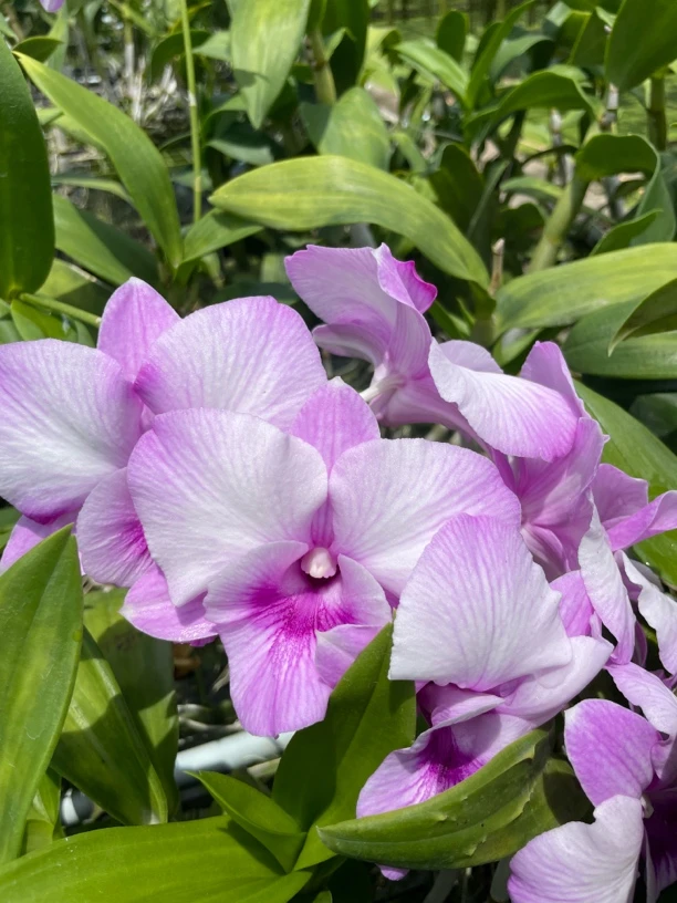 预售量拍/5-1泰秋大粉龙王花苗1盆