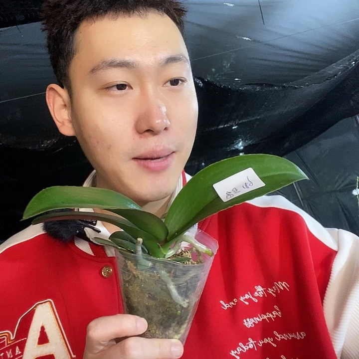 无花朵罗马蝴蝶兰