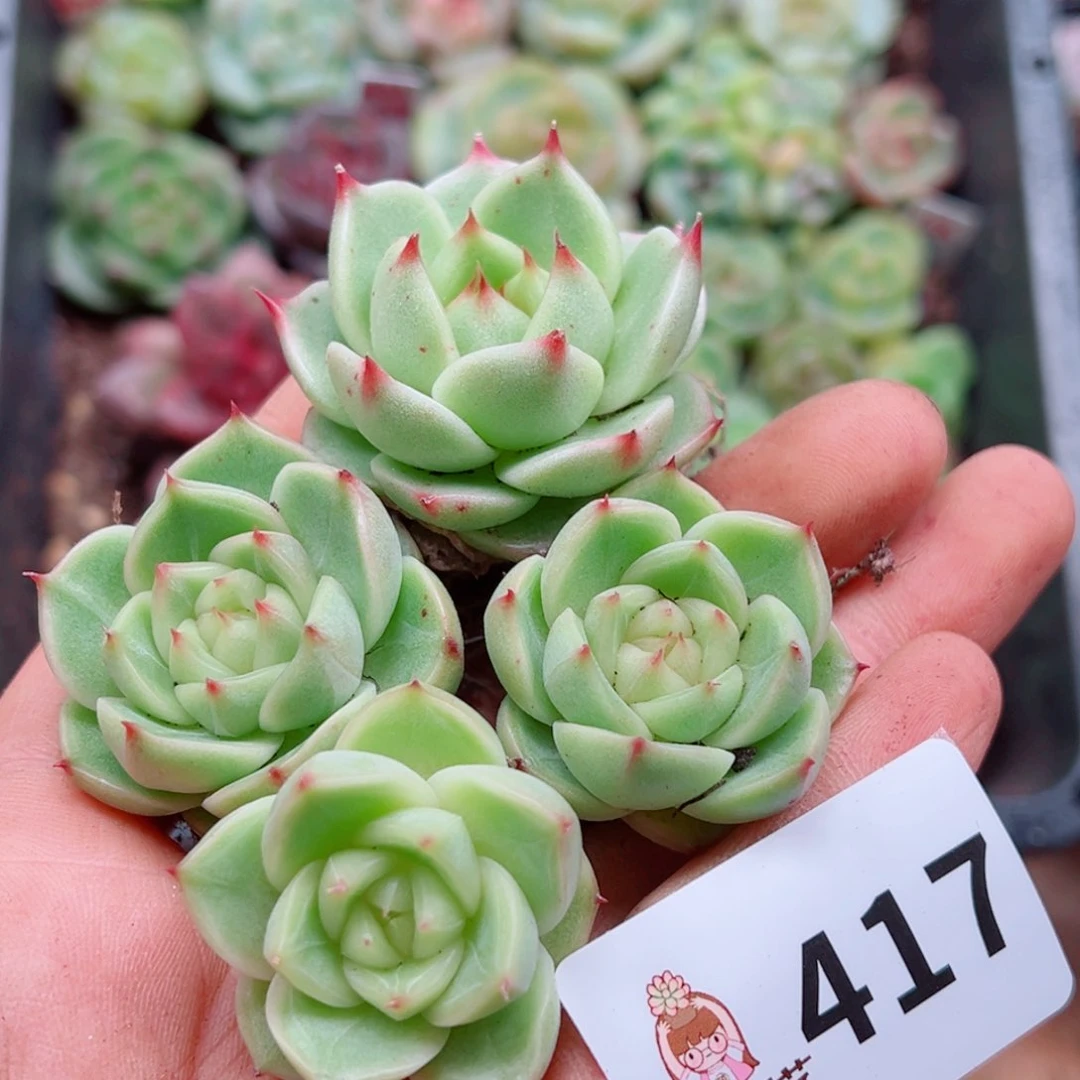 多肉植物多肉植物