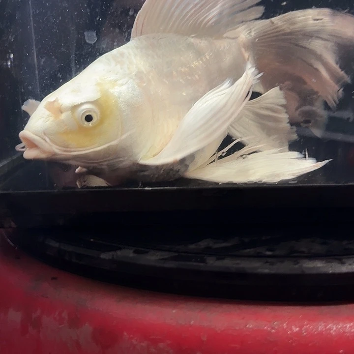 蝴蝶鲤鱼蝴蝶鲤包邮108