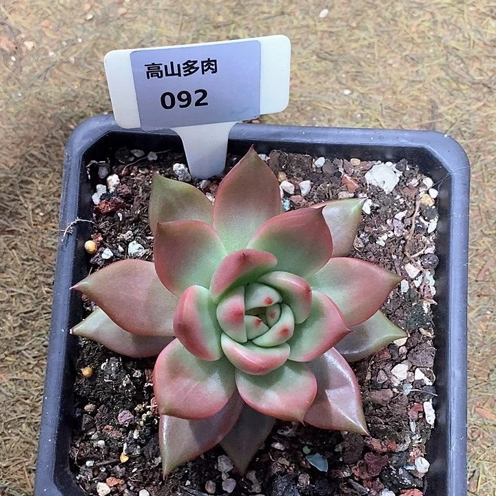 092-直播福利 粉钻