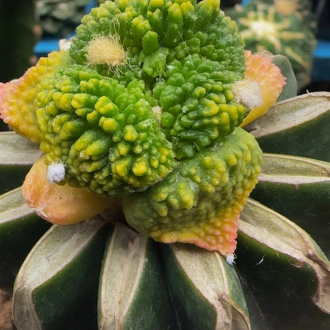 哥怒锦287仙人球开花