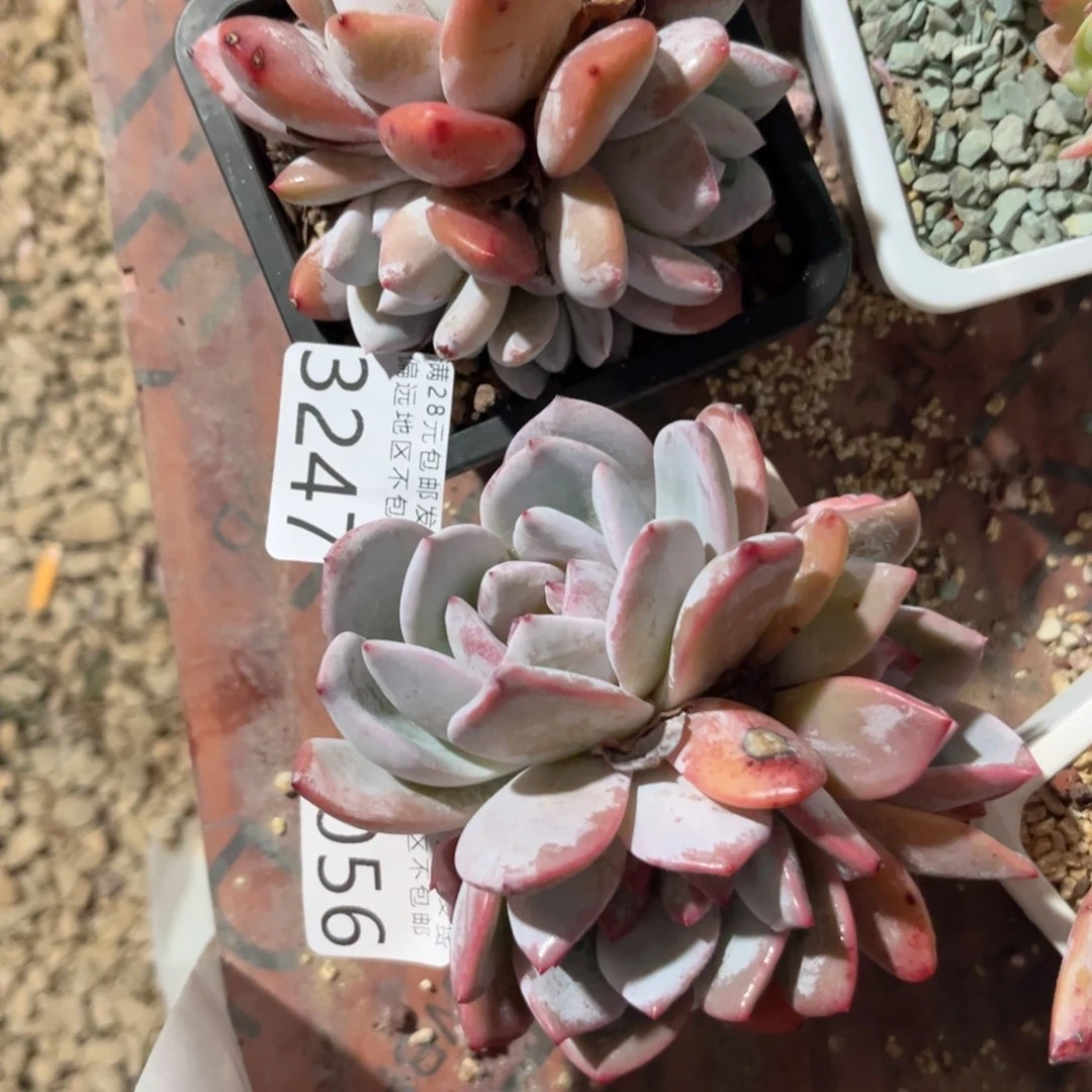 向*大3247/2056。 b b b b b