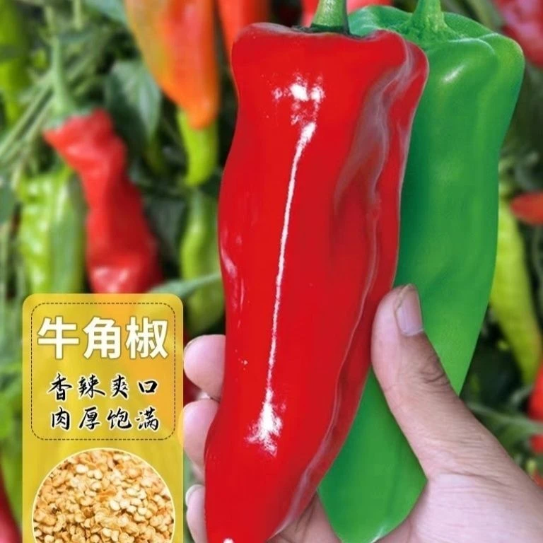 特大牛角椒种子大果青椒辣椒种籽肉厚青椒微辣高产蔬菜种子四季