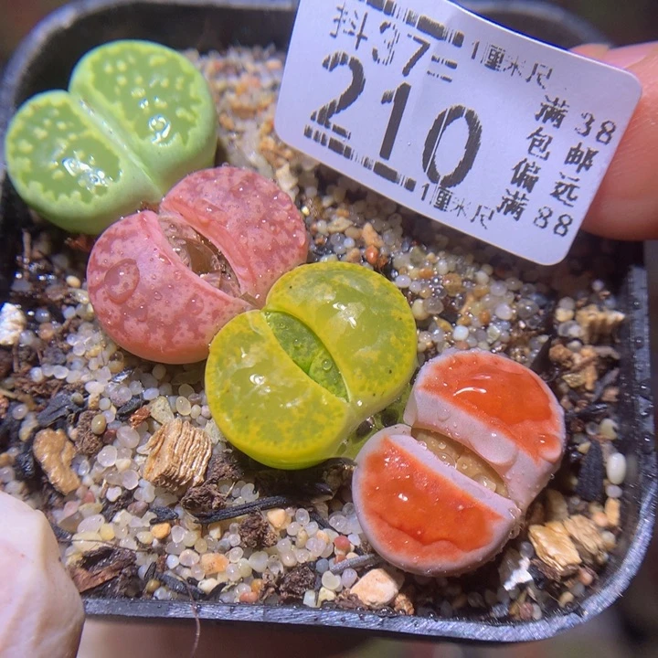 精品生石花37.210