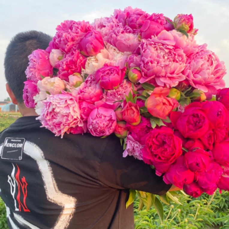 芍药鲜切花重瓣大芍药水培鲜花基地直发空运发货