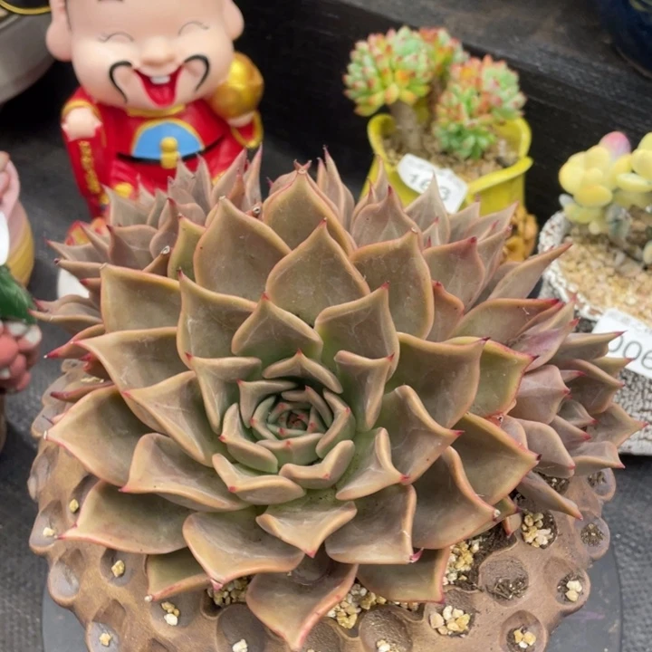 弥鹿之森一物一拍